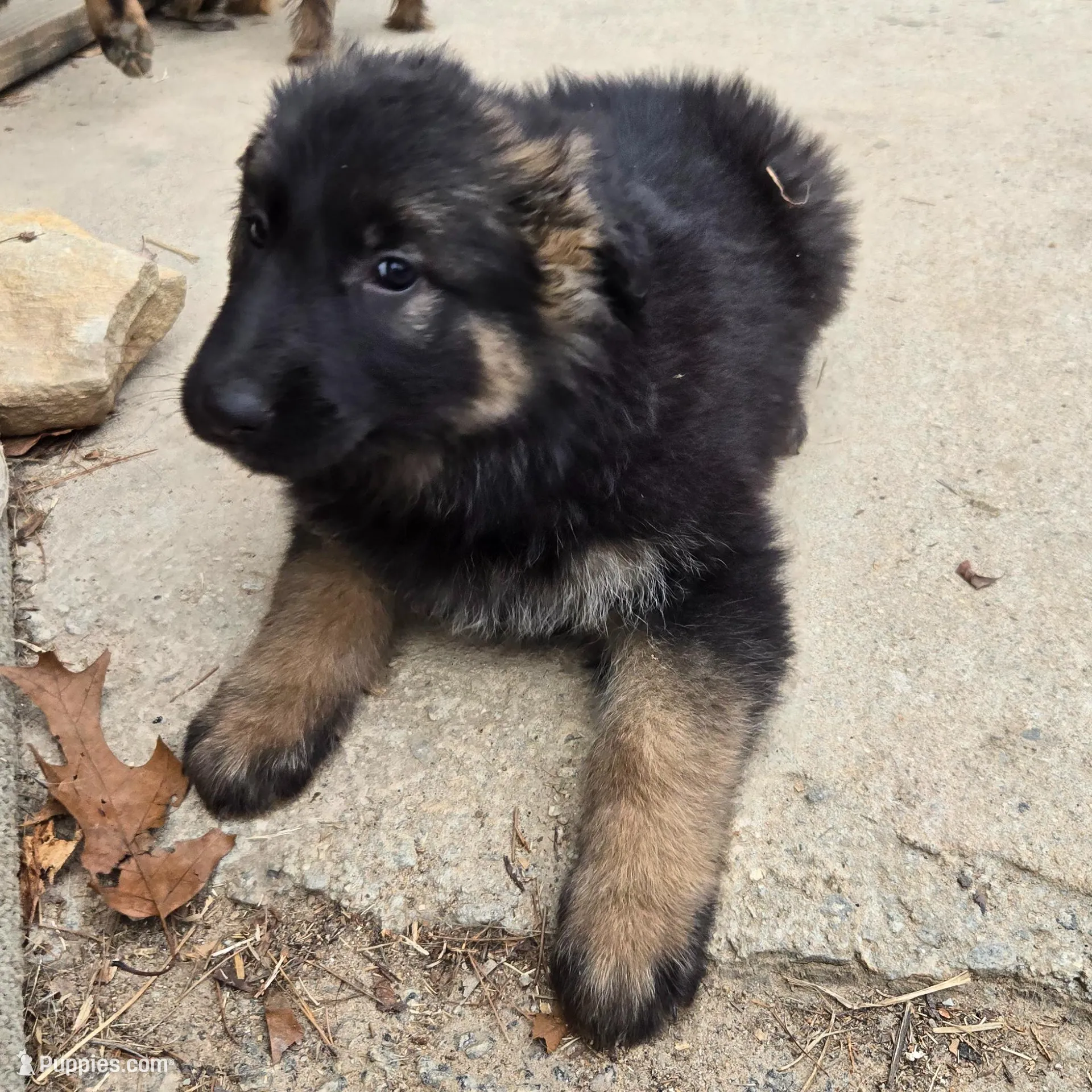 Missy, a female German Shepherd Dog for sale in Alto, GA – Photo 2 of 4