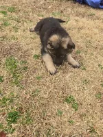 Missy, a female German Shepherd Dog for sale in Alto, GA – Photo 1 of 4