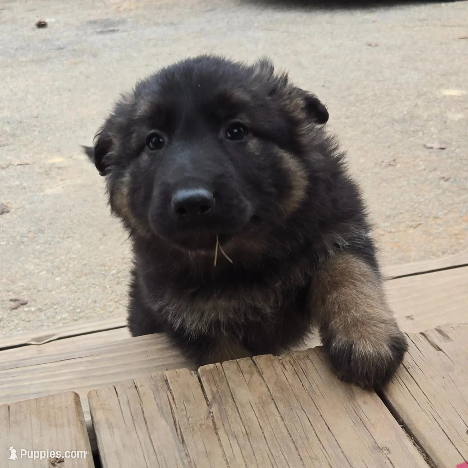 Missy, a female German Shepherd Dog for sale in Alto, GA – Photo 4 of 4
