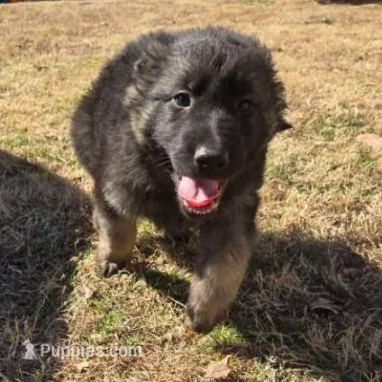 Dasher, a male German Shepherd Dog for sale in Alto, GA – Photo 2 of 3