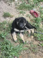 Chip, a male German Shepherd Dog for sale in Alto, GA – Photo 7 of 10