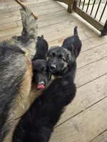 Chip, a male German Shepherd Dog for sale in Alto, GA – Photo 8 of 10