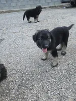 Chip, a male German Shepherd Dog for sale in Alto, GA – Photo 5 of 10