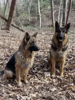 Chip, a male German Shepherd Dog for sale in Alto, GA – Photo 6 of 10