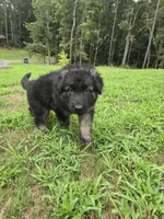 Chip, a male German Shepherd Dog for sale in Alto, GA – Photo 3 of 10