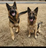 Joy, a female German Shepherd Dog for sale in Alto, GA – Photo 3 of 4