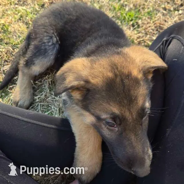 Joy, a female German Shepherd Dog for sale in Alto, GA – Photo 4 of 4