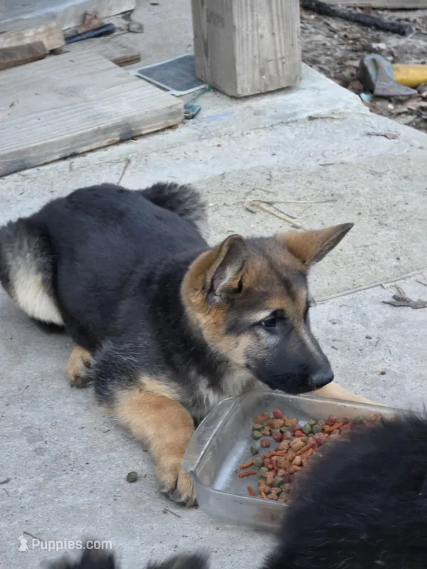 Joy – German Shepherd Dog puppy for sale in Alto, GA