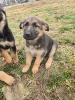Joy, a female German Shepherd Dog for sale in Alto, GA – Photo 1 of 4
