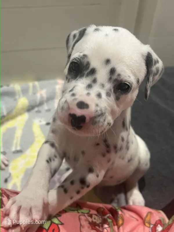 Kitkat – Dalmatian puppy for sale in Killeen, TX