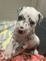 Kitkat, a male Dalmatian for sale in Killeen, TX – 1 of 2