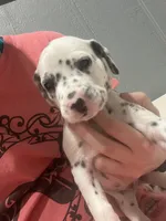 Kitkat, a male Dalmatian for sale in Killeen, TX – 2 of 2