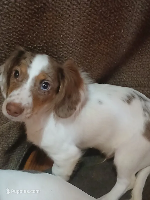 Marley – Miniature Dachshund puppy for sale in Booneville, KY