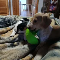 Daisy , a female Miniature Dachshund for sale in Booneville, KY – Photo 4 of 5