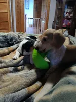 Daisy , a female Miniature Dachshund for sale in Booneville, KY – Photo 4 of 5