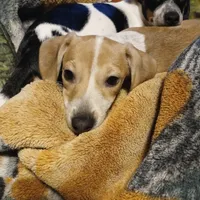 Daisy , a female Miniature Dachshund for sale in Booneville, KY – Photo 2 of 5