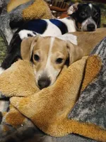 Daisy , a female Miniature Dachshund for sale in Booneville, KY – Photo 2 of 5