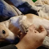 Daisy , a female Miniature Dachshund for sale in Booneville, KY – Photo 3 of 5