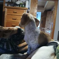 Daisy , a female Miniature Dachshund for sale in Booneville, KY – Photo 5 of 5