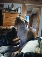 Daisy , a female Miniature Dachshund for sale in Booneville, KY – Photo 5 of 5