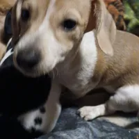 Daisy , a female Miniature Dachshund for sale in Booneville, KY – Photo 1 of 5