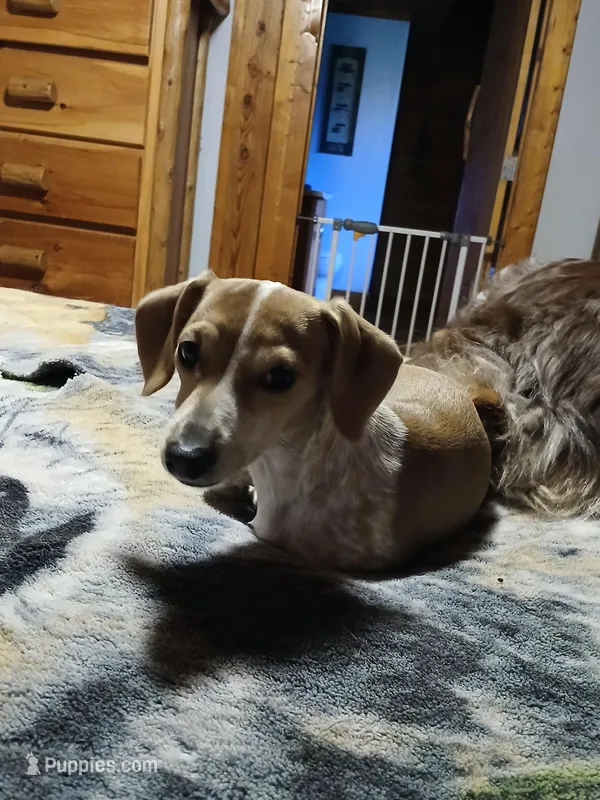 Daisy  – Miniature Dachshund puppy for sale in Booneville, KY