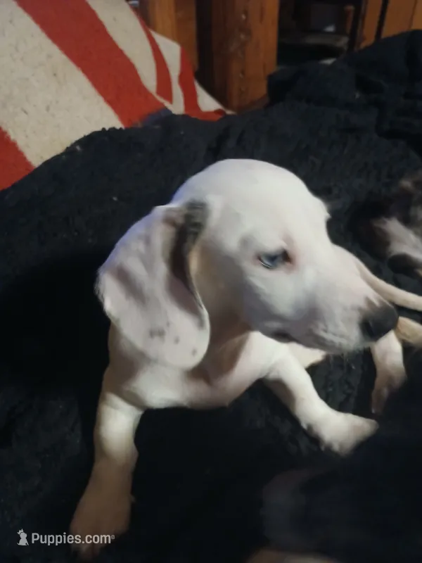 Maximus – Miniature Dachshund puppy for sale in Booneville, KY