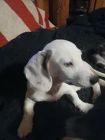Maximus, a male Miniature Dachshund for sale in Booneville, KY – 1 of 7