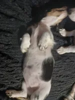 Gracie, a female Miniature Dachshund for sale in Booneville, KY – 2 of 6