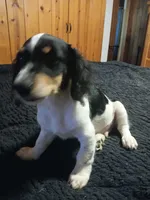 Harley, a male Miniature Dachshund for sale in Booneville, KY – 1 of 7