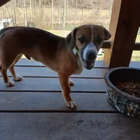 Buster, a male Miniature Australian Shepherd and Miniature Dachshund for sale in Booneville, KY – Photo 2 of 6