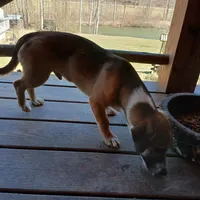 Buster, a male Miniature Australian Shepherd and Miniature Dachshund for sale in Booneville, KY – Photo 3 of 6