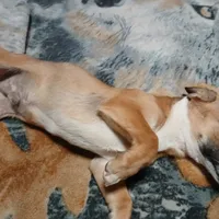 Buster, a male Miniature Australian Shepherd and Miniature Dachshund for sale in Booneville, KY – Photo 5 of 6