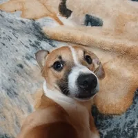 Buster, a male Miniature Australian Shepherd and Miniature Dachshund for sale in Booneville, KY – Photo 4 of 6