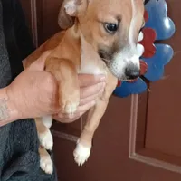 Buster, a male Miniature Australian Shepherd and Miniature Dachshund for sale in Booneville, KY – Photo 1 of 6