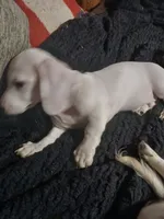 Maximus, a male Miniature Dachshund for sale in Booneville, KY – 4 of 7