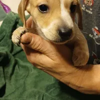 Daisy, a female Miniature Dachshund for sale in Booneville, KY – Photo 1 of 5