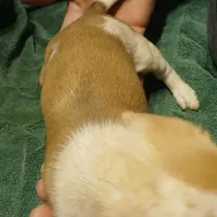 Daisy, a female Miniature Dachshund for sale in Booneville, KY – Photo 4 of 5