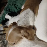 Daisy, a female Miniature Dachshund for sale in Booneville, KY – Photo 2 of 5