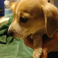 Daisy, a female Miniature Dachshund for sale in Booneville, KY – Photo 5 of 5