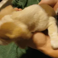 Daisy, a female Miniature Dachshund for sale in Booneville, KY – Photo 3 of 5