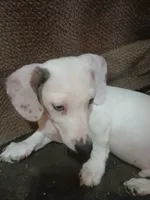 Maximus, a male Miniature Dachshund for sale in Booneville, KY – 9 of 10