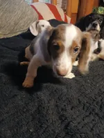 Marley, a male Miniature Dachshund for sale in Booneville, KY – 2 of 5