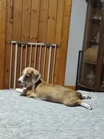 T-Bone, a male Miniature Australian Shepherd and Miniature Dachshund for sale in Booneville, KY – 3 of 7