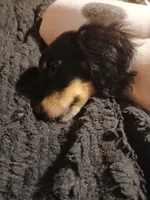 Gracie, a female Miniature Dachshund for sale in Booneville, KY – 4 of 6