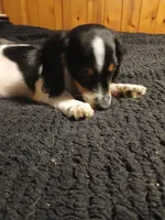 Harley, a male Miniature Dachshund for sale in Booneville, KY – 2 of 7