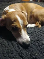T-Bone, a male Miniature Australian Shepherd and Miniature Dachshund for sale in Booneville, KY – 6 of 7
