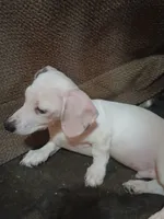 Maximus, a male Miniature Dachshund for sale in Booneville, KY – 10 of 10