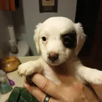 Dolly, a female Miniature Dachshund for sale in Booneville, KY – Photo 1 of 5