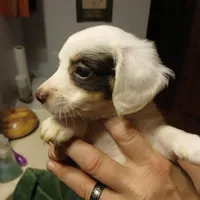 Dolly, a female Miniature Dachshund for sale in Booneville, KY – Photo 3 of 5